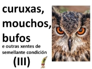 Curuxas, mouchos e bufos (3)